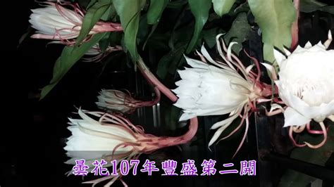 曇花種植